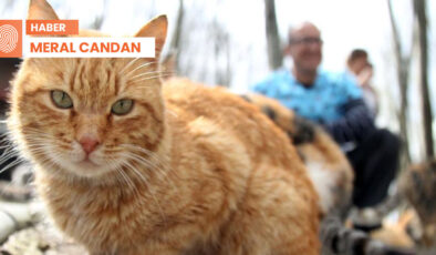 C31K dosyası: Kedilere işkence talimatını kimler veriyor?