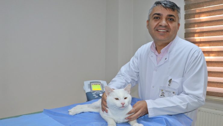 Felç olan Venüs özel tedaviyle artık yürüyor