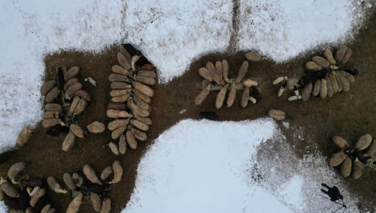Kışın terk edilen köyü hayvanları için bırakmıyorlar
