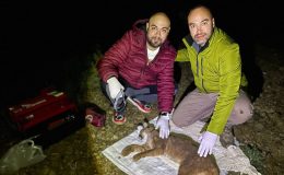 ‘Ormanın hayaleti’ne ilk kez uydu verici takıldı