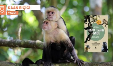 Primatolojiyi keşfetmek ve primatların izini sürmek