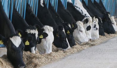 Hakkari’de bakanlık desteği besiciliği artırdı