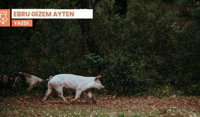 Hititlerde domuz: Kutsal mı, yasak mı?