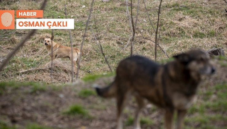 İBB adayları sokak hayvanlarıyla ilgili ne diyor?