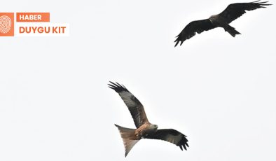 Kuşlar İstanbul semalarında: ‘Yapay ışık ve betonlaşma zarar veriyor’