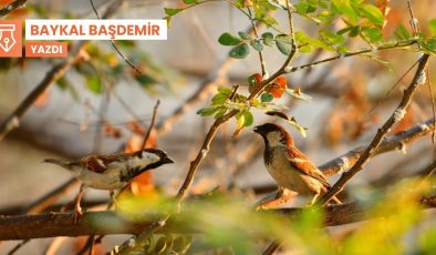 Kuşlar: Özgürlük imgesi, omlet malzemesi, bir dost sesi