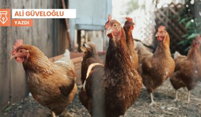 Pers Uyandırıcısı: Evcil tavuk ve horozlar