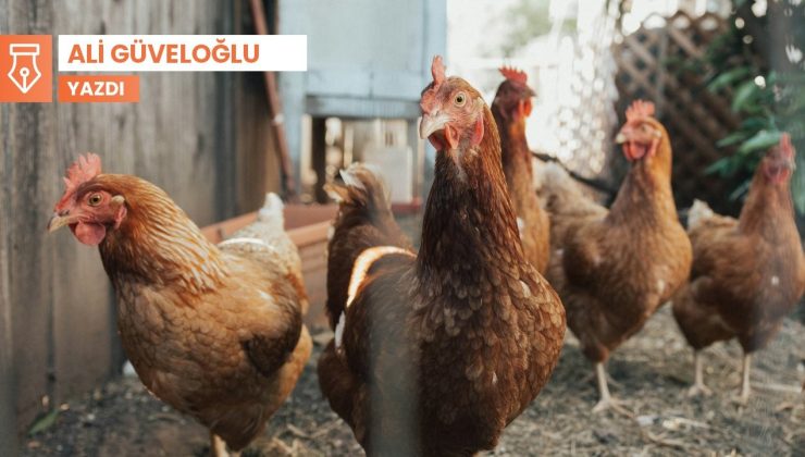 Pers Uyandırıcısı: Evcil tavuk ve horozlar