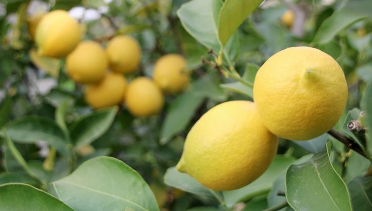 Üretici ile market arasındaki fiyat farkında limon lider