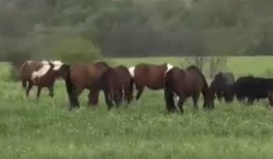 Besi çiftliğine zehirli et atıldı: Yiyen tüm canlılar öldü