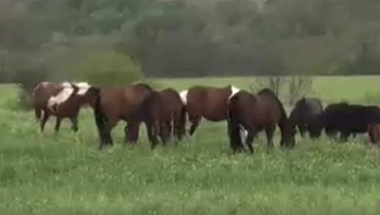 Besi çiftliğine zehirli et atıldı: Yiyen tüm canlılar öldü