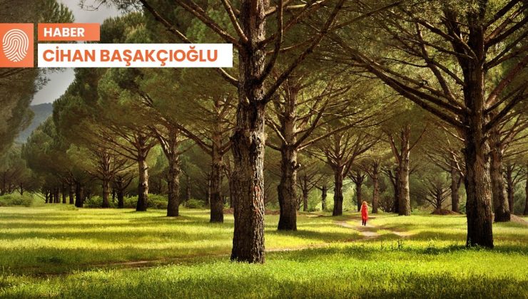 Kozak Yaylası’nda ‘taş ocağı’ için kamulaştırma yapılabilecek: İnsan olanın vicdanı sızlar