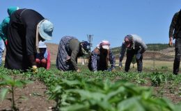 Mevsimlik tarım işçileriyle ilgili yeni düzenleme Resmi Gazete’de