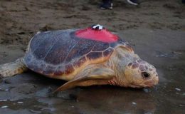 Sinyali kesilen caretta Tuba’nın mayısta evine dönmesi bekleniyor