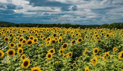 TZOB Başkanı Bayraktar: Ayçiçeği üretimi için verilen destekler en az girdi enflasyonu oranında artırılmalı