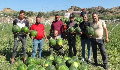 Aydınlı karpuz üreticisi, artan maliyetler nedeniyle zor günler geçiriyor