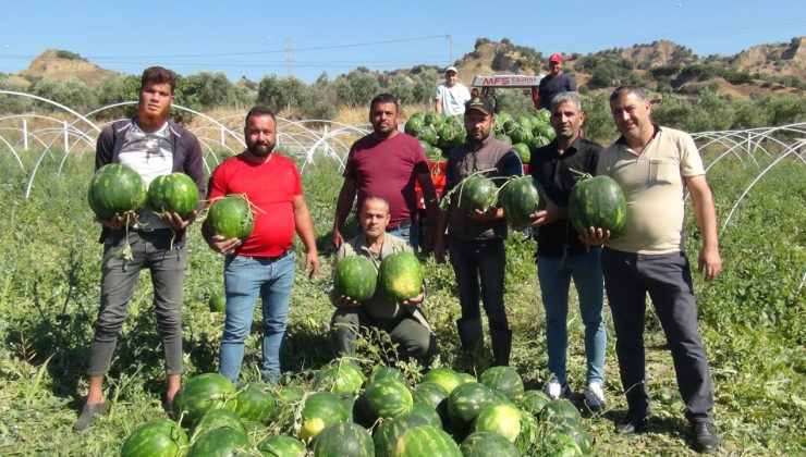 Aydınlı karpuz üreticisi, artan maliyetler nedeniyle zor günler geçiriyor