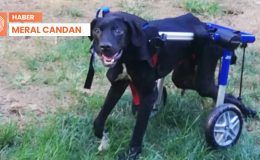 Dogo’nun enkazdan çıkan hikayesi: Felçli kaldı ama ilham oldu