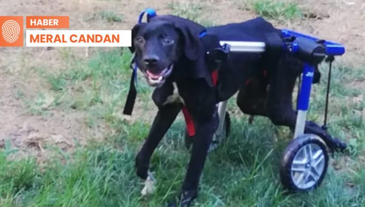 Dogo’nun enkazdan çıkan hikayesi: Felçli kaldı ama ilham oldu