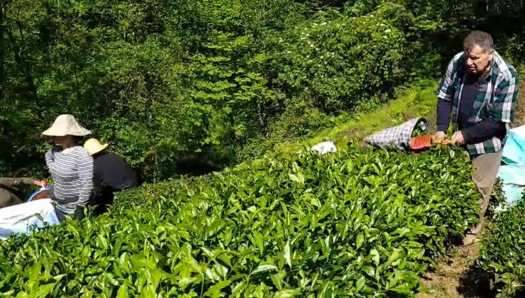 Rize’de yaş çay alım fiyatına tepki: ’25 lira bu milletin hakkıdır’
