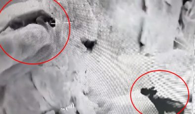 Anadolu parsı ile sırtlan karşı karşıya: ‘Bu büyük iyi bir fırsat’