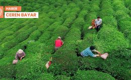 CHP’den Rize’de Çay Mitingi: Maliyet 17,80; fiyat 17 lira