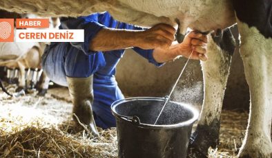 Dünya Süt Günü’nde sektör çare arıyor: ‘Üretici biterse ne süt ne de et sorunu biter’