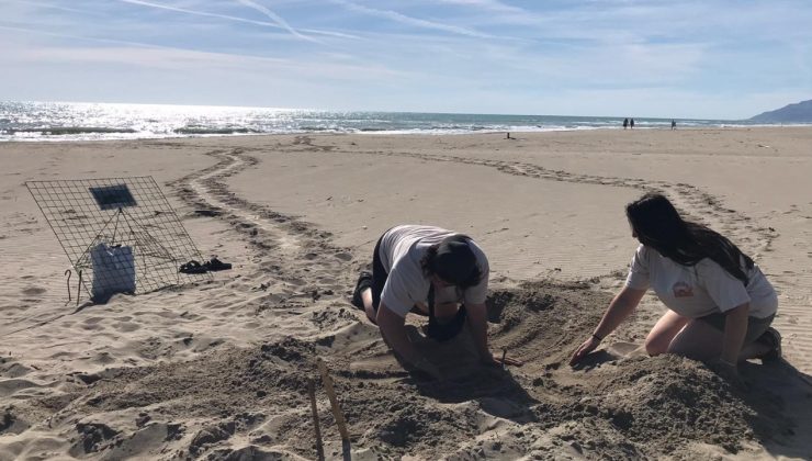 Patara kumsalındaki caretta caretta yuvalarında rekor kırıldı