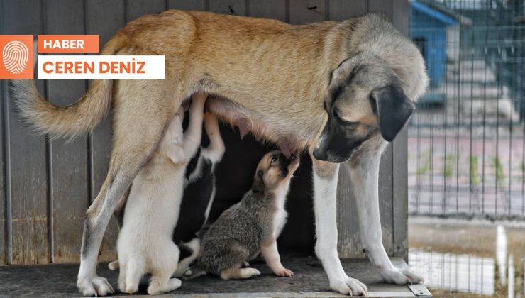 Sokak hayvanları taslağına tepki: Ötenazi yapmayacağız