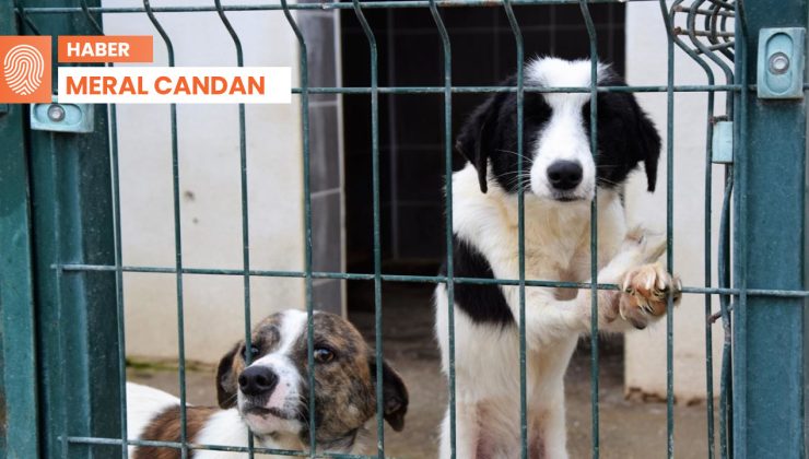 Sokak hayvanlarını toplama projesi: ‘Bu bir katliam’