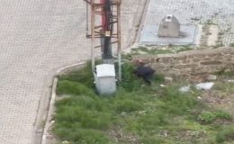 Yavru kediyi öldüren şüpheli sabıkalı çıktı: ‘Psikolojisi bozuksa tedavi olsun’