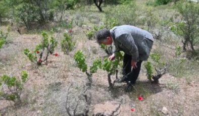 Yozgat’ta üzüm bağları da kuraklıktan etkilendi