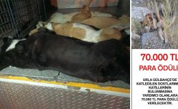 6 köpeği zehirleyenleri bulana 70 bin TL ödül verilecek