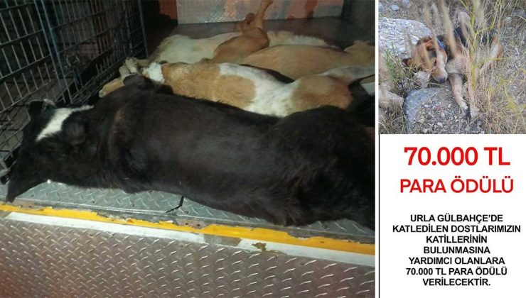 6 köpeği zehirleyenleri bulana 70 bin TL ödül verilecek