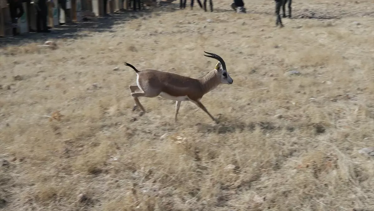 30 Ceylan Doğaya Salındı