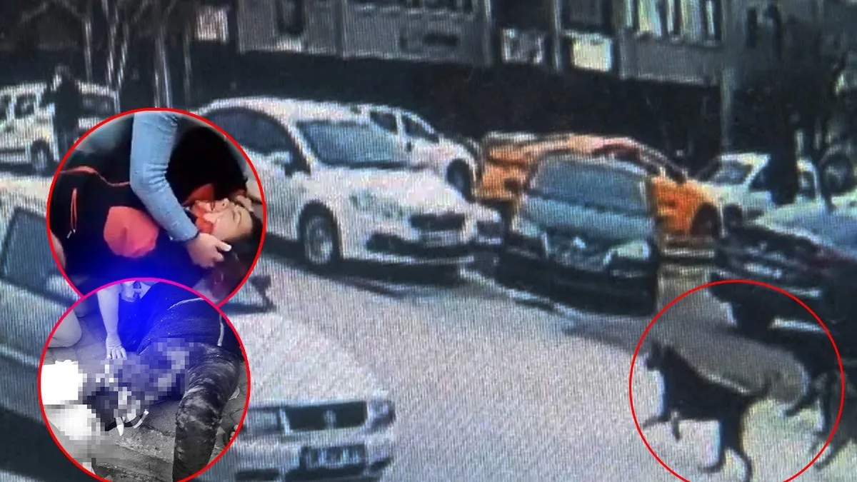 Başıboş köpeklerin saldırısına uğrayan akademisyen Meliha Yılmaz korku dolu anları anlattı: “Her biri bedenimden parçalar koparmaya başladı…”