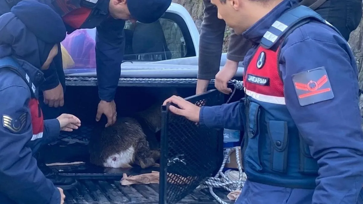 Yaralı karacaya jandarmadan şefkat eli